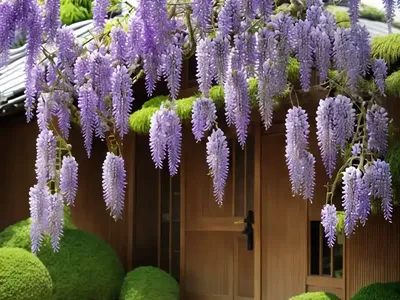 Wisteria Floribunda ‘Kuchi Beni’ (Japanese Wisteria)
