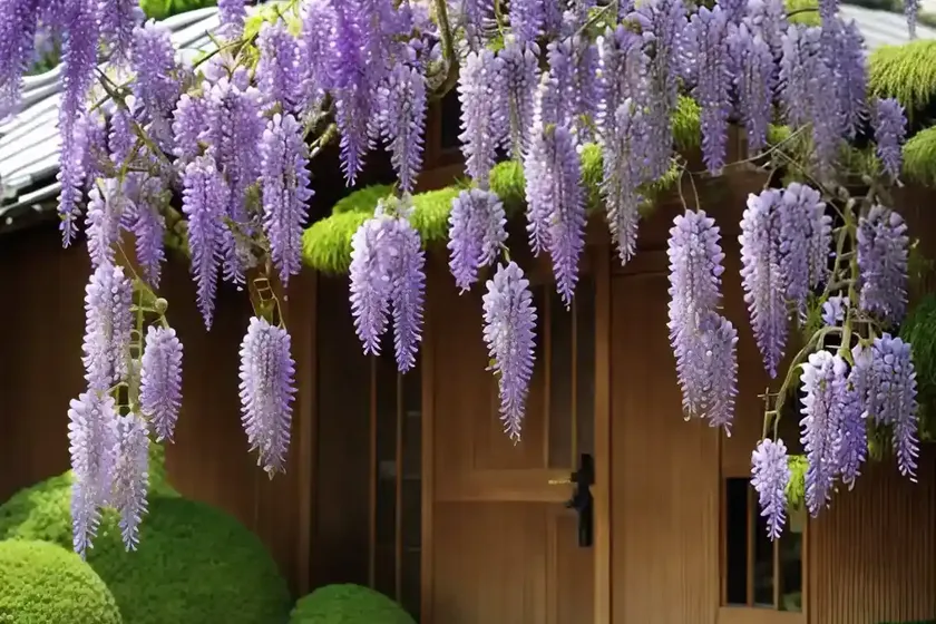 Wisteria floribunda ‘kuchi beni’ (japanese wisteria)