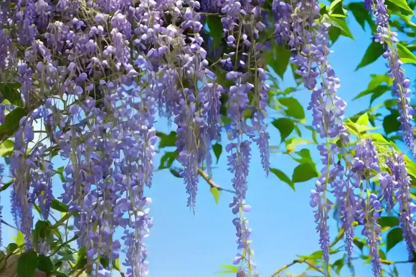 Wisteria floribunda ‘lawrence’ (japanese wisteria) — photo 2
