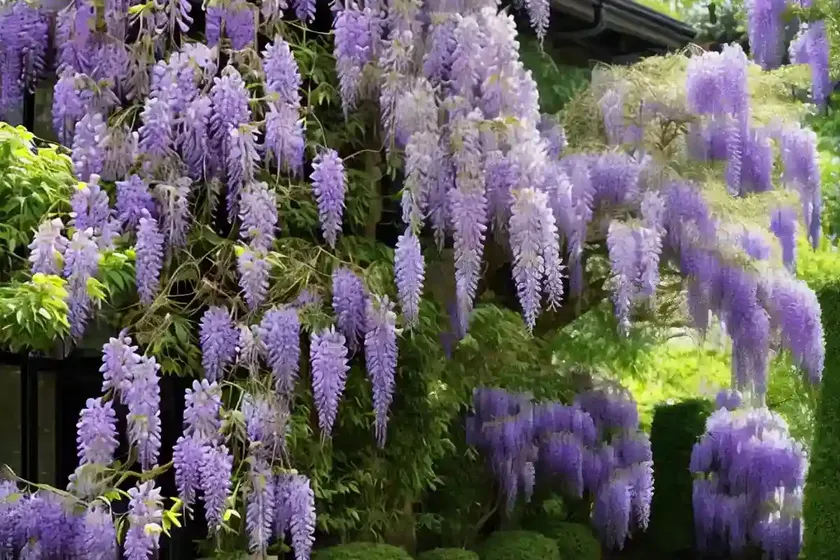 Wisteria floribunda ‘lawrence’ (japanese wisteria) — photo 3