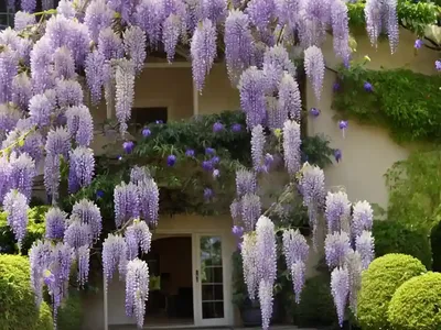 Wisteria Floribunda ‘Lawrence’ (Japanese Wisteria)