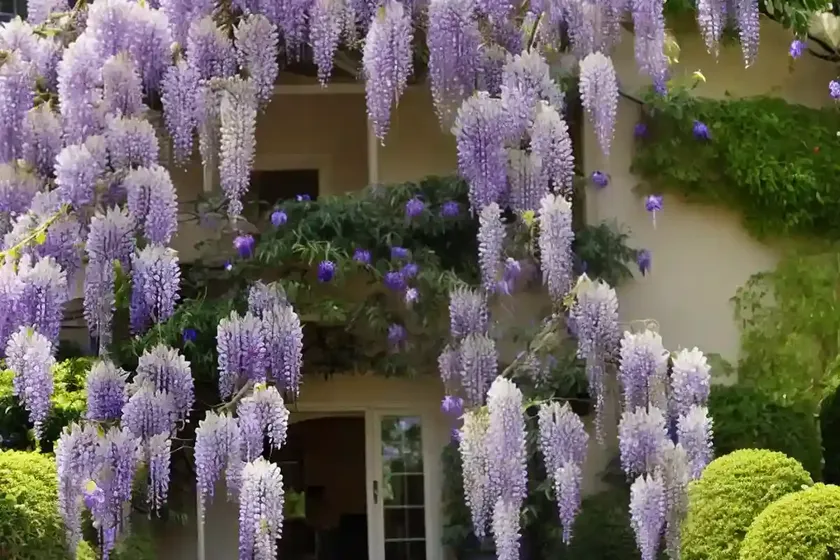 Wisteria floribunda ‘lawrence’ (japanese wisteria)