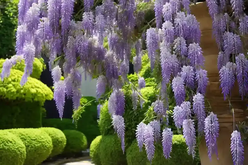 Wisteria floribunda ‘macrobotrys’ (japanese wisteria) — photo 2