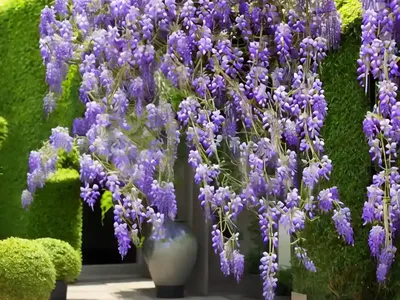 Wisteria Floribunda ‘Macrobotrys’ (Japanese Wisteria)