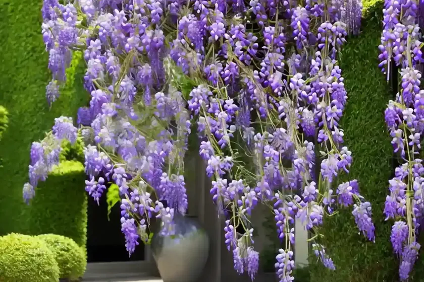 Wisteria floribunda ‘macrobotrys’ (japanese wisteria)