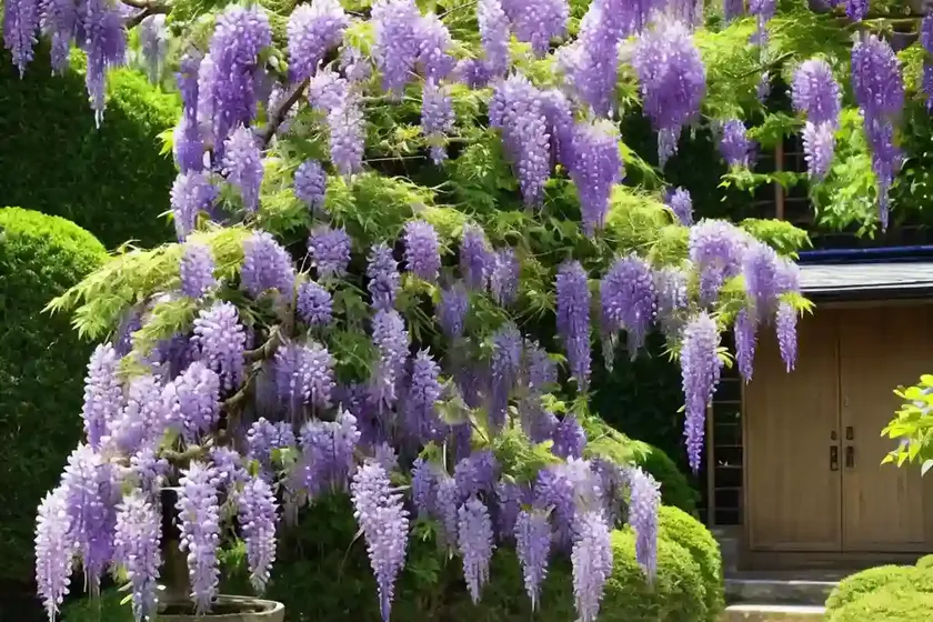 Wisteria Floribunda ‘Murasaki Noda’ (Japanese Wisteria) — photo 2