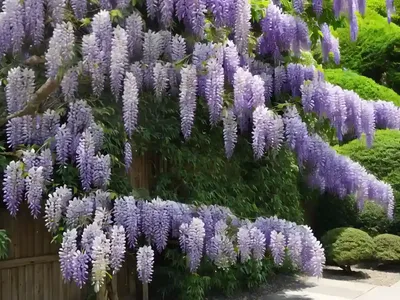 Wisteria Floribunda ‘Murasaki Noda’ (Japanese Wisteria)