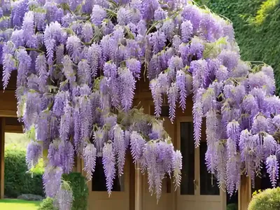 Wisteria Floribunda ‘Rosea’ (Pink Japanese Wisteria)