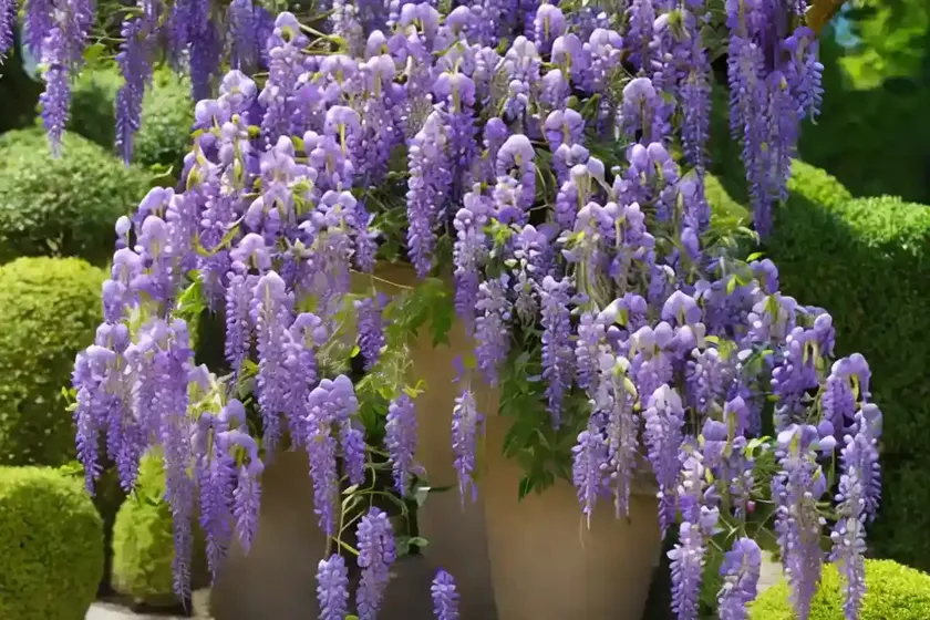 Wisteria floribunda ‘royal purple’ (japanese wisteria) — photo 2