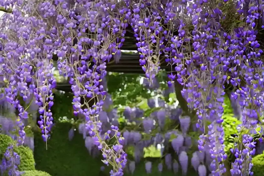 Wisteria floribunda ‘royal purple’ (japanese wisteria) — photo 3