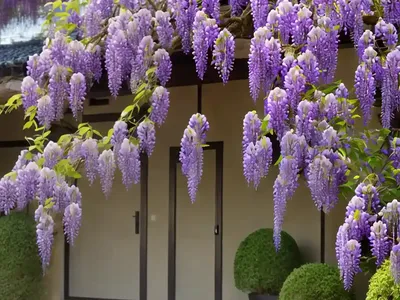 Wisteria Floribunda ‘Royal Purple’ (Japanese Wisteria)