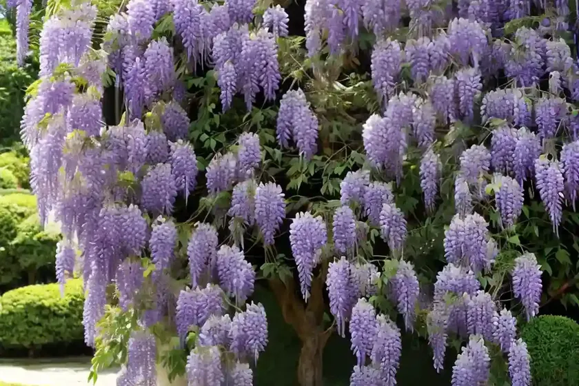 Wisteria floribunda ‘violacea plena’ (japanese wisteria) — photo 2