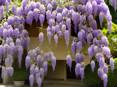 Wisteria Floribunda ‘Violacea Plena’ (Japanese Wisteria)
