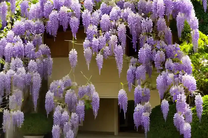 Wisteria floribunda ‘violacea plena’ (japanese wisteria)