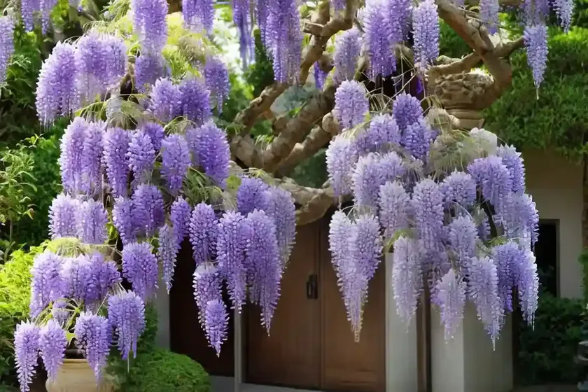 Wisteria floribunda ‘yae-kokuryu’ (japanese wisteria) — photo 2