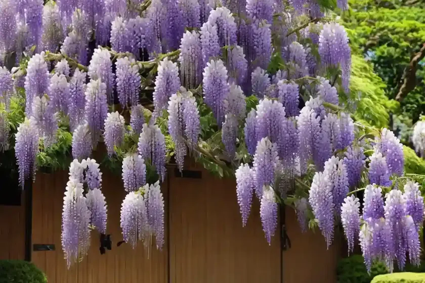 Wisteria floribunda ‘yae-kokuryu’ (japanese wisteria) — photo 3