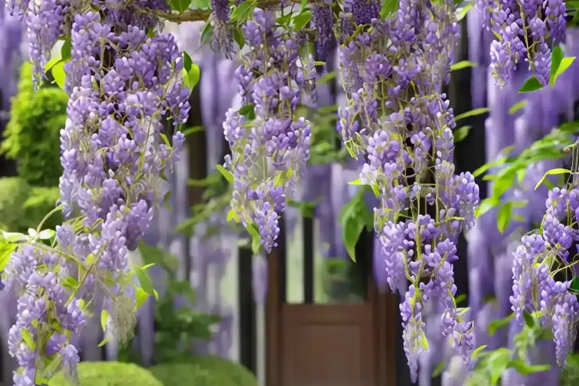 Wisteria frutescens (american wisteria) — photo 2