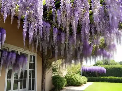 Wisteria Frutescens (American Wisteria)