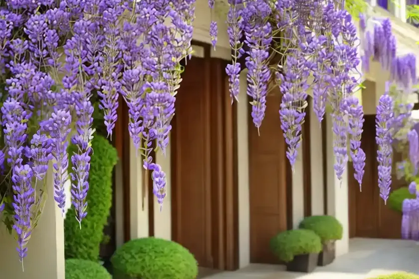 Wisteria sinensis (chinese wisteria) — photo 3