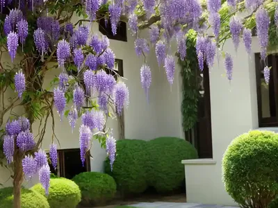 Wisteria Sinensis (Chinese Wisteria)