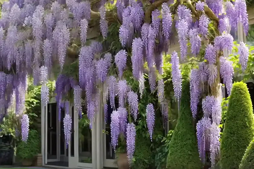 Wisteria sinensis ‘prolific’ (chinese wisteria) — photo 2