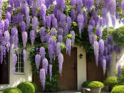 Wisteria Sinensis ‘Prolific’ (Chinese Wisteria)
