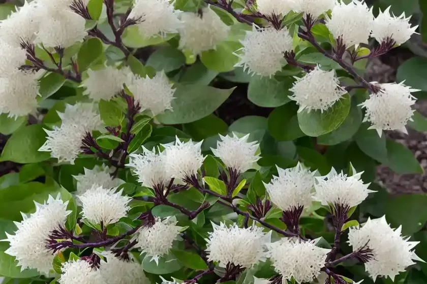 Witch-alder (fothergilla major)