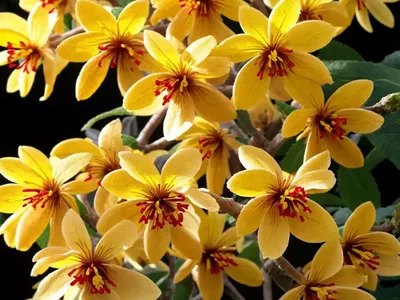 Witch Hazel (Hamamelis X Intermedia ‘Angelly’)
