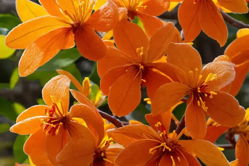 Witch hazel (hamamelis x intermedia ‘orange peel’) — photo 3