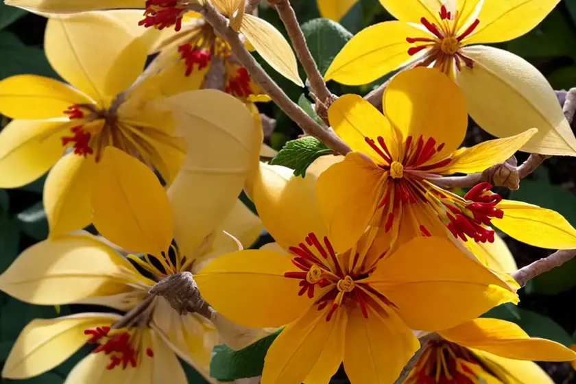 Witch hazel (hamamelis x intermedia ‘parasol’) — photo 2
