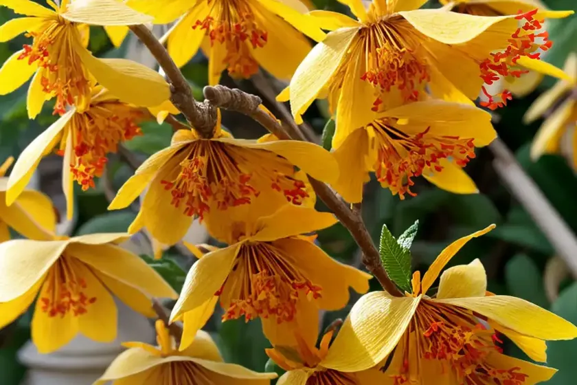Witch hazel (hamamelis x intermedia ‘parasol’) — photo 3