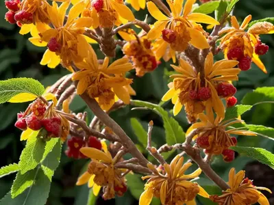 Witch Hazel (Hamamelis X Intermedia ‘Strawberries And Cream’)