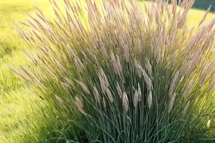 Witchgrass (panicum capillare) — photo 2