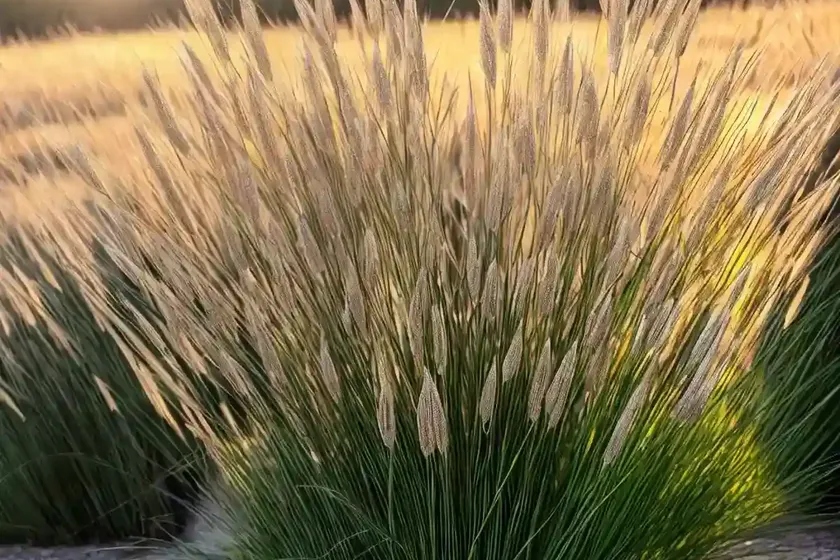 Witchgrass (panicum capillare) — photo 3