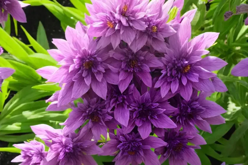 Wolf is purple (phelipanche purpurea) — photo 2
