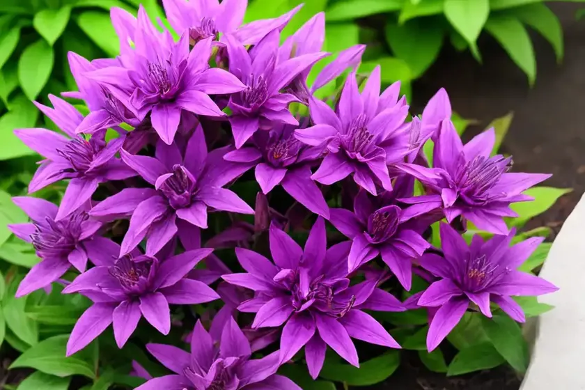 Wolf is purple (phelipanche purpurea) — photo 3