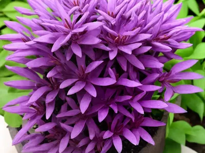 Wolf Is Purple (Phelipanche Purpurea)
