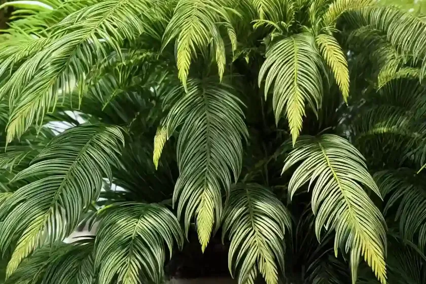 Wollemi pine (wollemia nobilis) — photo 2