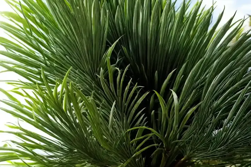 Wollemi pine (wollemia nobilis) — photo 3