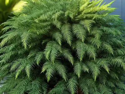 Wollemi Pine (Wollemia Nobilis)