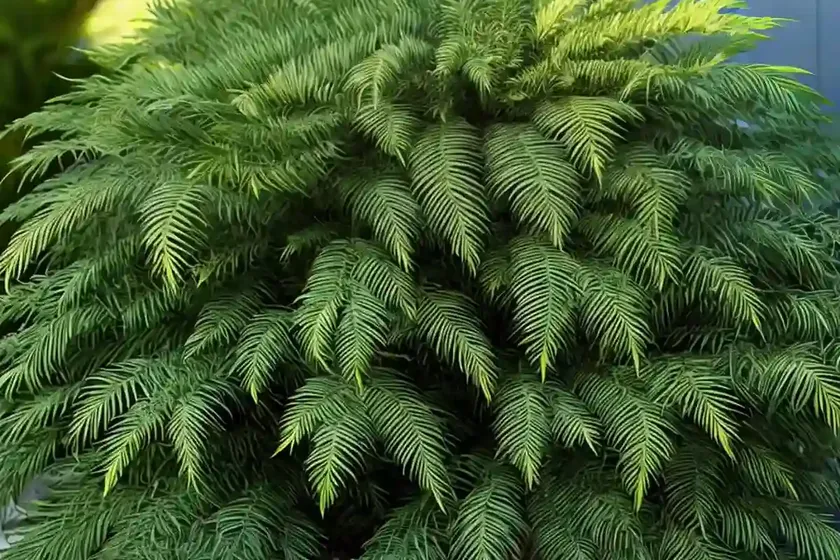 Wollemi pine (wollemia nobilis)