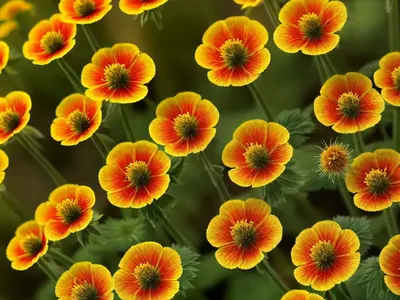 Wood Avens (Geum Urbanum)
