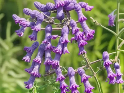 Wood Bitter-Vetch (Vicia Orobus)