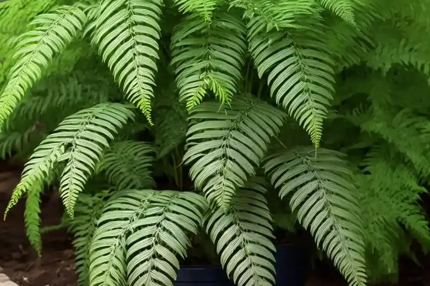 Wood fern (dryopteris carthusiana) — photo 2