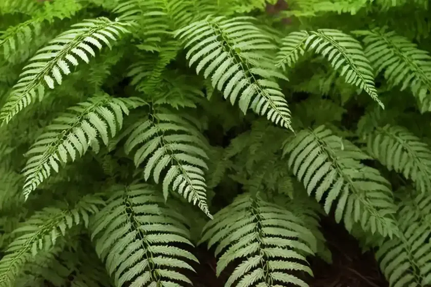 Wood fern (dryopteris carthusiana) — photo 3
