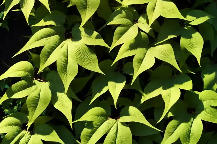 Woodbine (parthenocissus quinquefolia) — photo 2