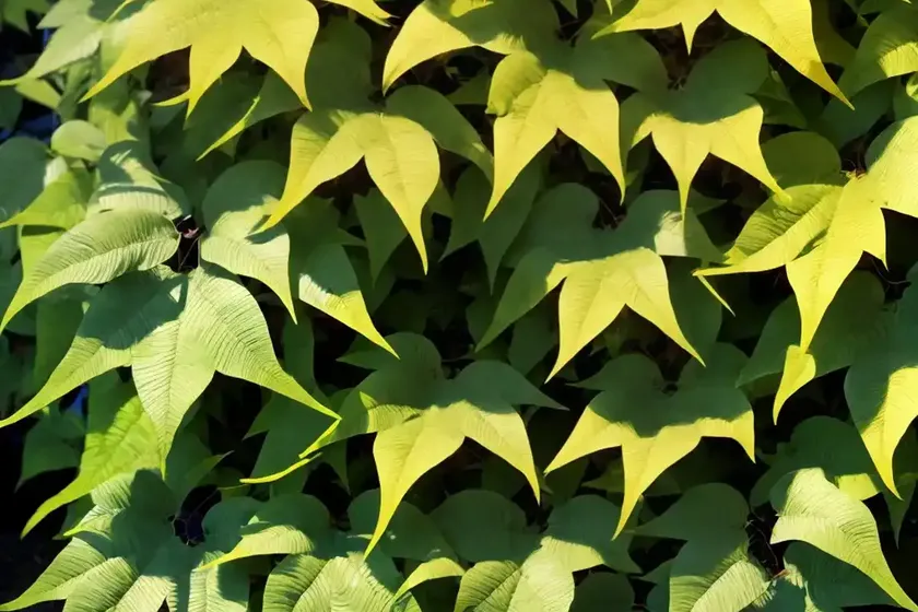 Woodbine (parthenocissus quinquefolia) — photo 3