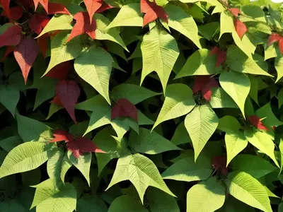 Woodbine (Parthenocissus Quinquefolia)