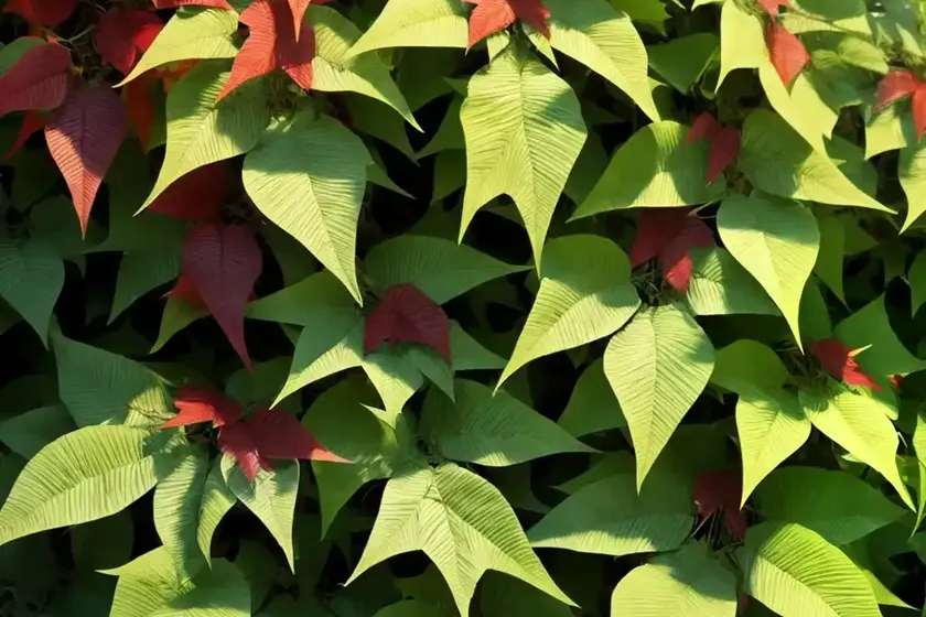 Woodbine (parthenocissus quinquefolia)