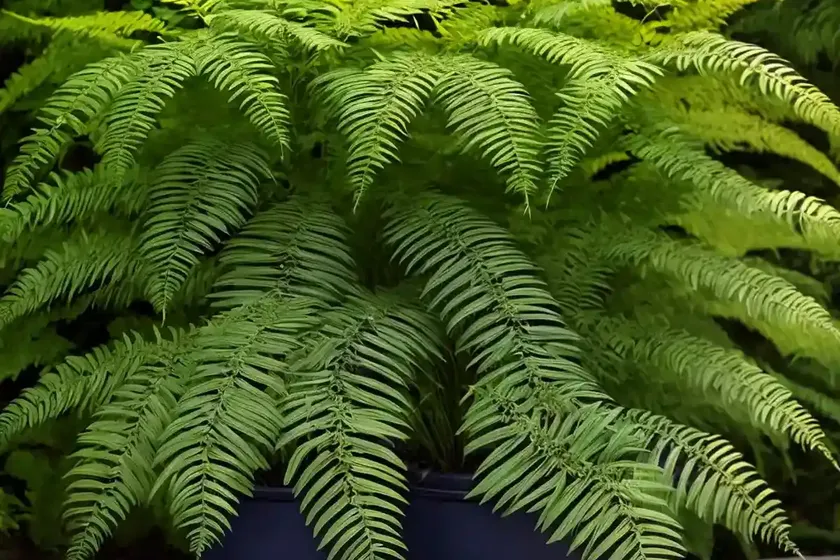 Woodfern (dryopteris australis) — photo 2